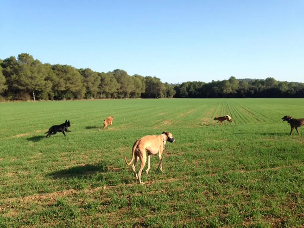 B&B Mas Torrencito Pet Friendly Parets de Ampurda